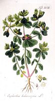 Euphorbe réveil-matin. Planche d'identification ypey. Cliquer pour agrandir l'image.