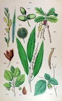 Fagacées. Planche d'identification Hoffmann. Cliquer pour agrandir l'image.