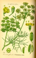 Fenouil sauvage. Planche d'identification Thomé. Cliquer pour agrandir l'image.