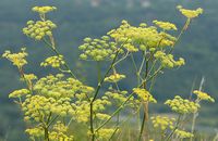 Fenouil sauvage. Ombelles, Côtes de Clermont. Cliquer pour agrandir l'image.