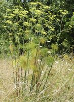 Fenouil sauvage. Plante, Côtes de Clermont. Cliquer pour agrandir l'image.