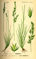 Fétuque des moutons. Planche d'identification. Cliquer pour agrandir l'image.