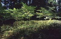 Fougère-aigle, Plantes. Cliquer pour agrandir l'image.