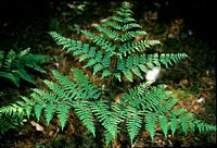 Fougère-aigle, Plante. Cliquer pour agrandir l'image.