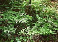 Fougère-aigle, Plantes. Cliquer pour agrandir l'image.