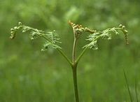 Fougère-aigle, Jeune plante. Cliquer pour agrandir l'image.