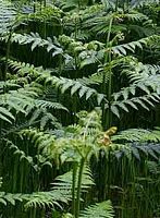 Fougère-aigle, Plantes. Cliquer pour agrandir l'image.