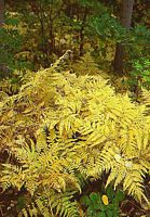 Fougère-aigle, Plantes en automne. Cliquer pour agrandir l'image.
