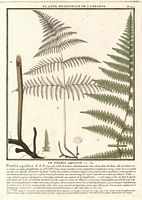 Fougère-aigle. Planche d'identification. Cliquer pour agrandir l'image.
