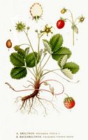 Fraisier des bois. Planche d'identification Linnemand. Cliquer pour agrandir l'image.