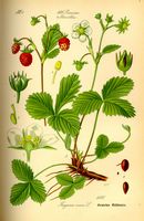 Fraisier des bois. Planche d'identification Thomé. Cliquer pour agrandir l'image.