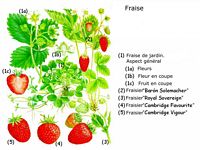 Fraisier des bois. Planche d'identification. Cliquer pour agrandir l'image.