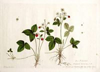 Fraisier des bois. Planche d'identification. Cliquer pour agrandir l'image.