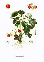 Fraisier des bois. Planche d'identification. Cliquer pour agrandir l'image.