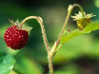 Fraisier des bois. Cliquer pour agrandir l'image.