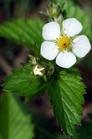 Fraisier des bois. Fleur, Fontaine-au-Loup. Cliquer pour agrandir l'image.