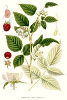 Framboisier. Planche d'identification Linnemand. Cliquer pour agrandir l'image.