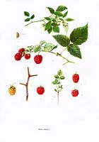 Framboisier. Planche d'identification. Cliquer pour agrandir l'image.