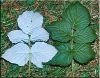 Framboisier. Feuilles dessous et dessus. Cliquer pour agrandir l'image.