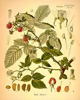 Framboisier. Dessin d'identification. Cliquer pour agrandir l'image.