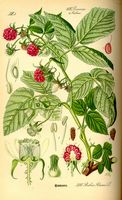 Framboisier. Planche d'identification. Cliquer pour agrandir l'image.