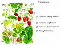 Framboisier. Planche d'identification. Cliquer pour agrandir l'image.