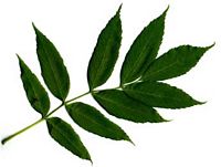 Frêne commun. Feuille. Cliquer pour agrandir l'image.