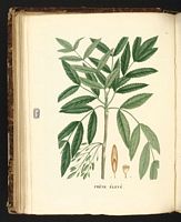 Frêne commun. Planche d'identification Saint-hilaire. Cliquer pour agrandir l'image.