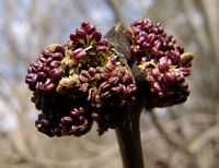 Frêne commun. Fleurs. Cliquer pour agrandir l'image.