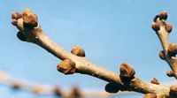 Frêne commun. Bourgeons. Cliquer pour agrandir l'image.