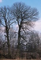 Frêne commun. Silhouette en hiver. Cliquer pour agrandir l'image.
