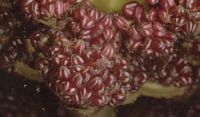 Frêne commun. Fleurs mâles. Cliquer pour agrandir l'image.