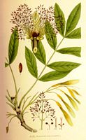 Frêne commun. Planche d'identification Linnemand. Cliquer pour agrandir l'image.