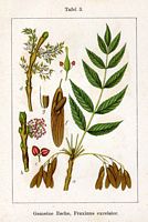 Frêne commun. Planche d'identification Sturm. Cliquer pour agrandir l'image.