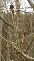 Frêne commun. Bourgeons. Cliquer pour agrandir l'image.