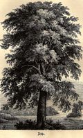 Frêne commun. Gravure. Cliquer pour agrandir l'image.