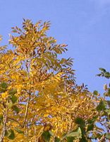 Frêne commun. Feuillage d'automne. Cliquer pour agrandir l'image.