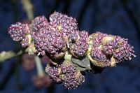 Frêne commun. Fleurs. Cliquer pour agrandir l'image.