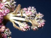 Frêne commun. Fleurs. Cliquer pour agrandir l'image.