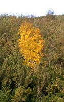 Frêne commun. Feuillage d'automne. Cliquer pour agrandir l'image.