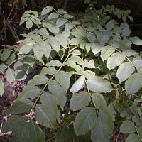 Frêne commun. Feuilles. Cliquer pour agrandir l'image.