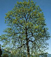 Frêne commun. Plante. Cliquer pour agrandir l'image.