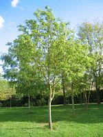 Frêne commun. Jeune plante. Cliquer pour agrandir l'image.