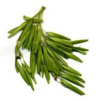 Frêne commun. Fruits verts. Cliquer pour agrandir l'image.