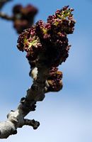Frêne commun. Bourgeons, Villars. Cliquer pour agrandir l'image.