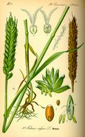Froment cultivé. Planche d'identification Thomé. Cliquer pour agrandir l'image.