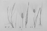 Froment cultivé. Dessin. Cliquer pour agrandir l'image.
