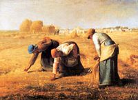 Froment cultivé. Tableau de millet. Cliquer pour agrandir l'image.