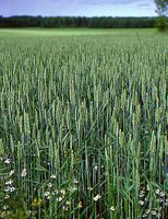 Froment cultivé. Ble vert. Cliquer pour agrandir l'image.