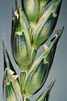 Froment cultivé. Epi. Cliquer pour agrandir l'image.